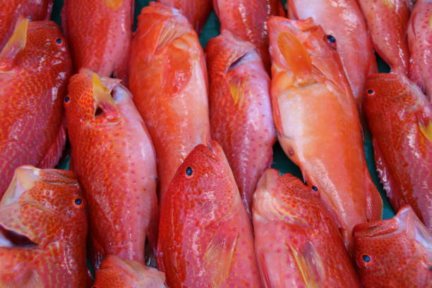 istock Moontail Sea Brass, Mauritius, Indian Ocean, Africa 645026814