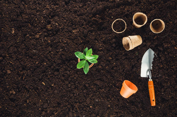 istock Gardening tools on garden soil texture background top view 645033702