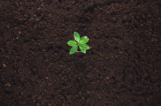 istock Fertile garden soil texture background top view 645037260