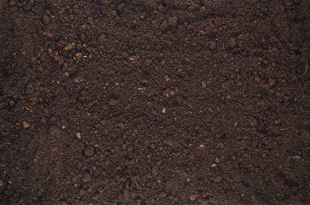 istock Fertile garden soil texture background top view 645038186