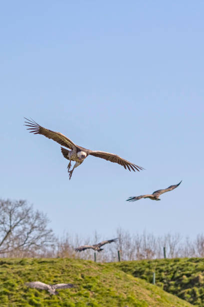 istock Vutures gathering. Circling to feed. 645044184