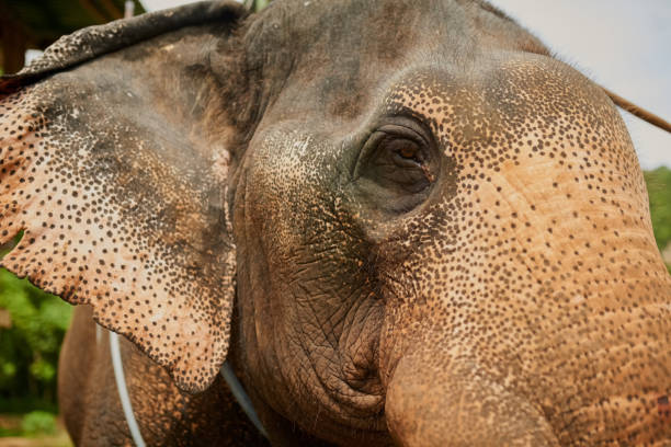 istock Let's address the elephant in the room 645044594