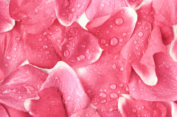 istock Dreamy rose petals wet with drops covered top view surface. 645050926