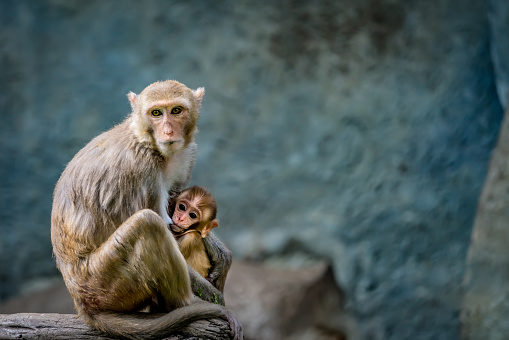 Mother of newborn monkey breastfeeding her kid