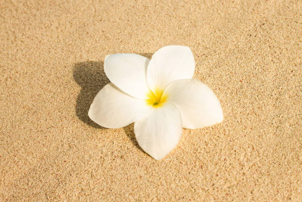 White plumeria flowers on tropical sandy beach with sea view background for copy space