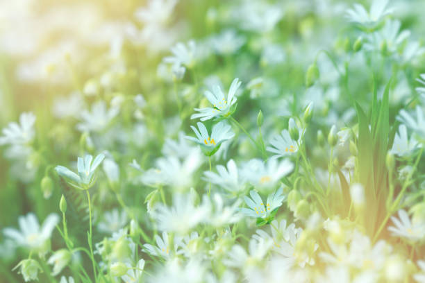 istock Flowering white meadow flowers in meadow - springtime 645056514