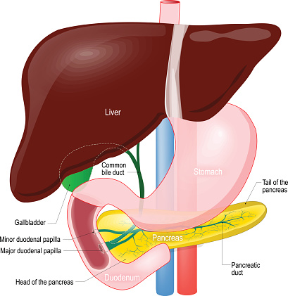 Gallbladder duct. anatomy of the pancreas, liver, duodenum and stomach.