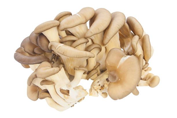 istock delicious raw mushrooms  on white 645056680