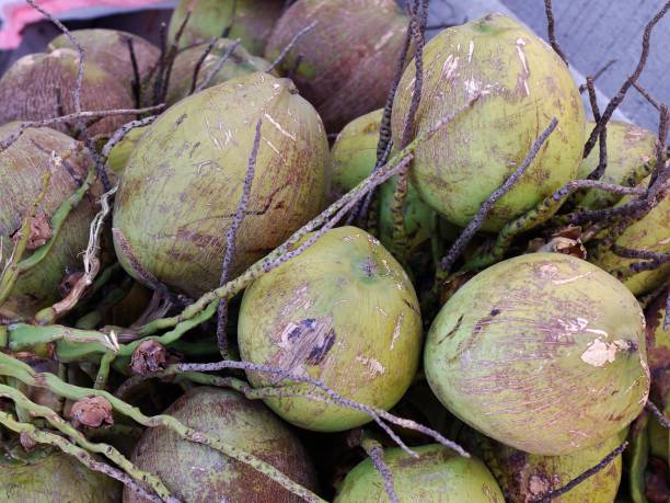 istock group of green young tender Coconuts on the floor 645056722