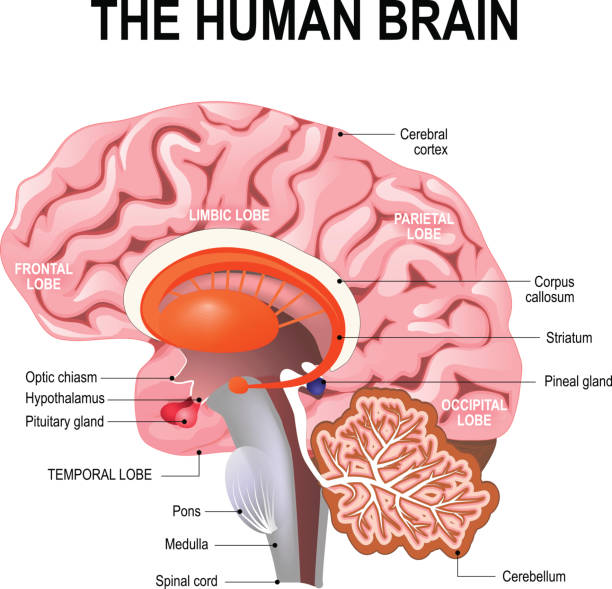 detailed anatomy of the human brain. detailed anatomy of the human brain. Illustration showing the medulla, pons, cerebellum, hypothalamus, thalamus, midbrain. Sagittal view of the brain. Isolated on a white background. cortex stock illustrations