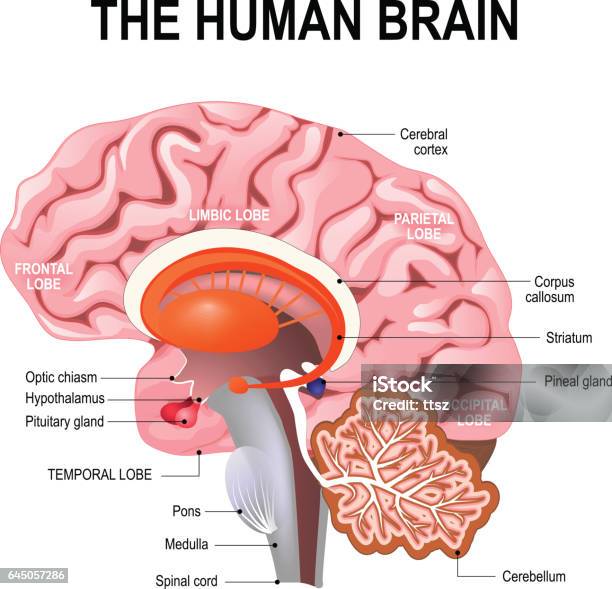 Detailed Anatomy Of The Human Brain Stock Illustration - Download Image Now - Human Brain, Part Of, Anatomy