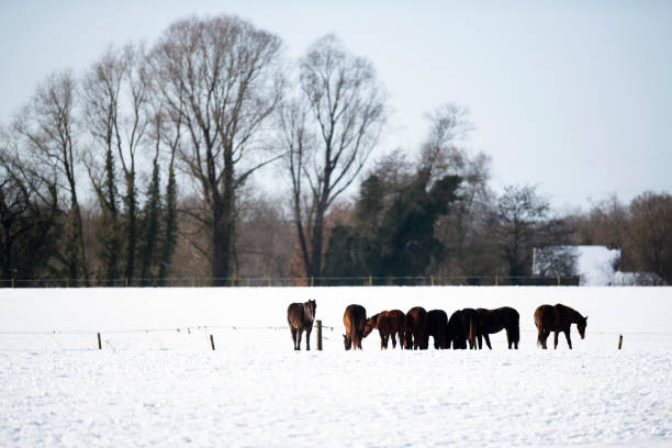 istock Herd of horses standing together in snow. 645057548