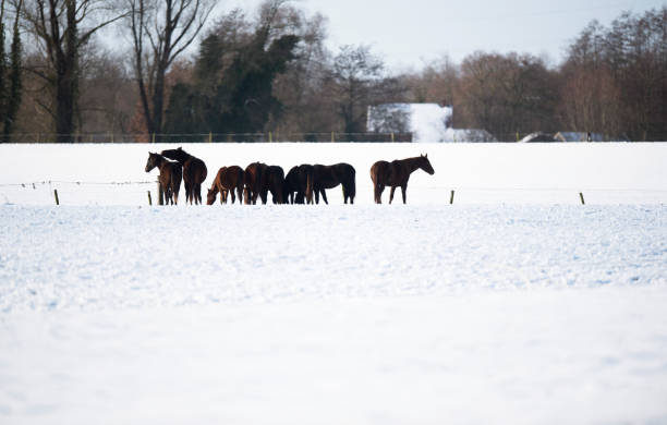 istock Herd of horses standing together in snow. 645057576