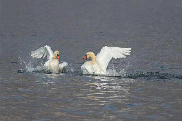 istock Mute swans fighting for dominance 645059750