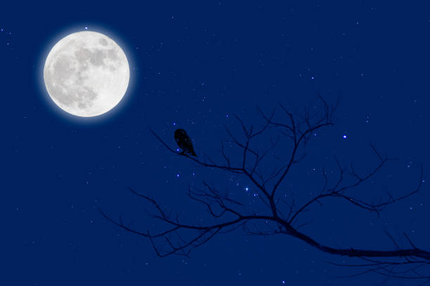 istock Halloween design background with , and red moon and owl. 645064420