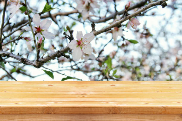 istock wooden table in front of spring cherry tree 645068250