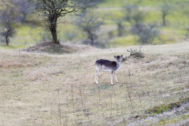 istock Calf fallow deer standing on grass in dunes. 645068506