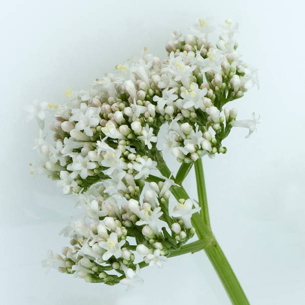 istock Valerian; officinalis; medicinal plant 645072492