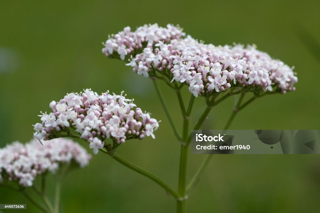 Valerian; Officinalis; Heilpflanze - Lizenzfrei Baldrian Stock-Foto