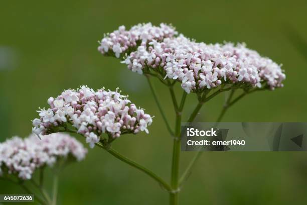 Valerian Officinalis Heilpflanze Stockfoto und mehr Bilder von Baldrian - Baldrian, Blühend, Blütenstand