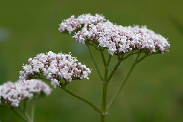 istock Valerian; officinalis; medicinal plant 645072636