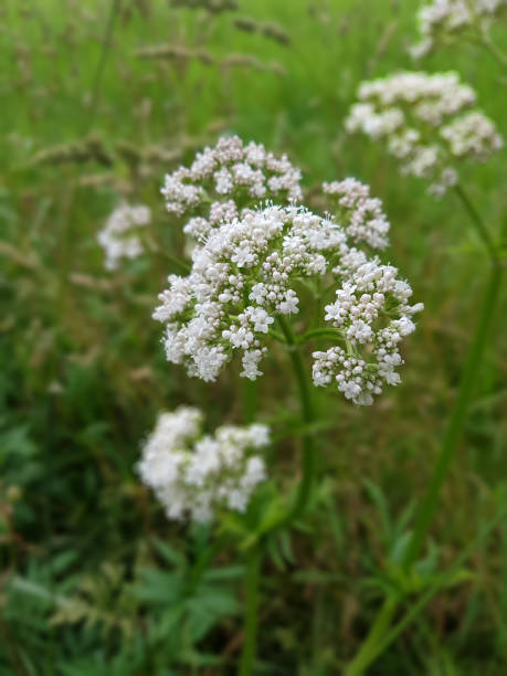 istock Valerian; officinalis; medicinal plant 645072962
