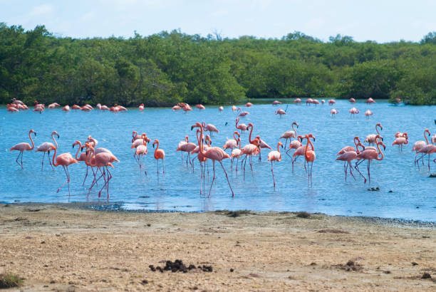 Caribbean flamingoes stock photo