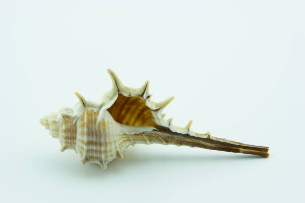 istock STOUT-SPINE MUREX,Murex trapa on white background. 645076320