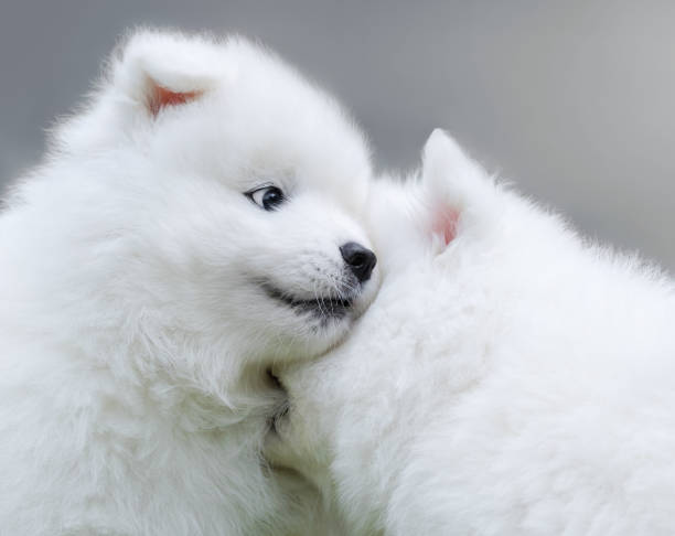 istock Two puppies of Samoyed dog 645076350