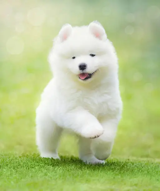 White puppy of Samoyed dog running on green grass.