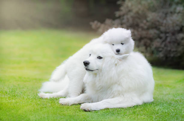istock Samoyed dog with puppy of Samoyed dog 645076364