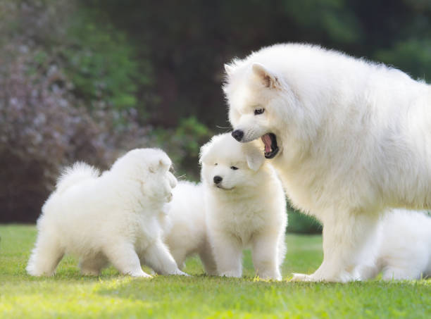 istock Samoyed dog. Dog mother with puppies 645076376
