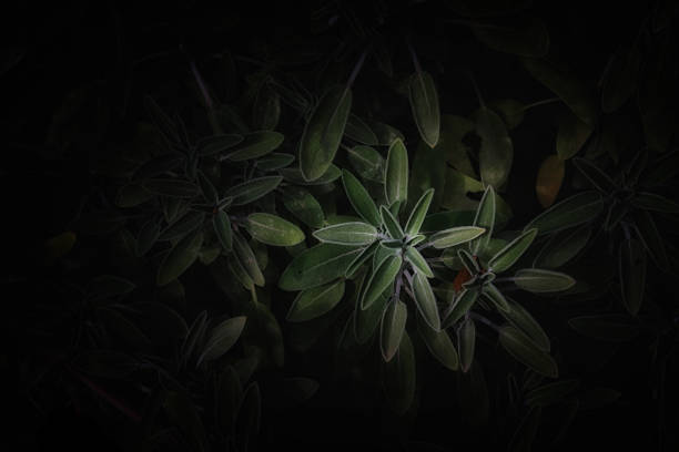istock top view image of green leaves pattern 645086462