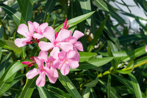 istock Pink flowers in garden 645086550