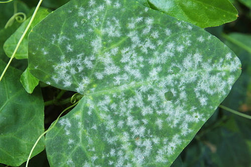 Close-up mildew on a plant leaf