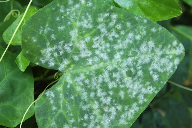 Photo of Mildew on a leaf