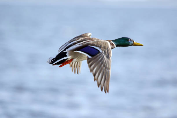 istock Male Mallard Duck 645092104