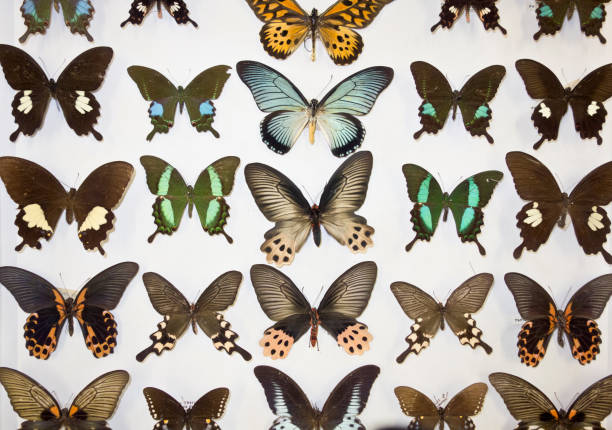 istock Cased Collection of Exotic Butterflies 645092500