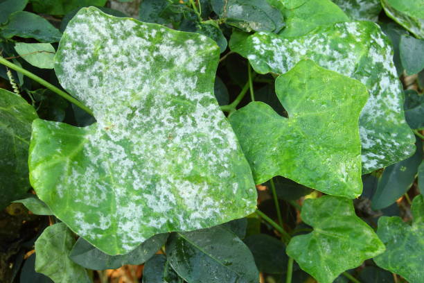 Mildew on plant leaf Close-up mildew on a plant leaf mildew stock pictures, royalty-free photos & images