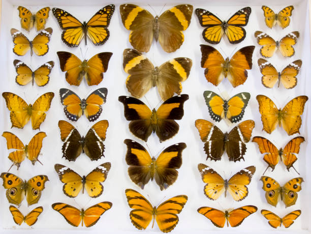 istock Cased Collection of Exotic Butterflies 645093174