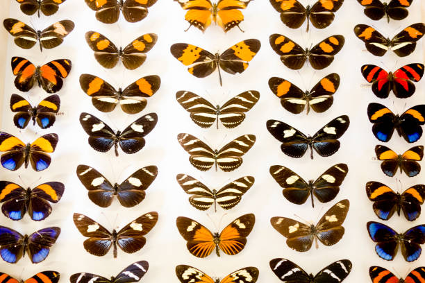 istock Cased Collection of Exotic Butterflies 645095686