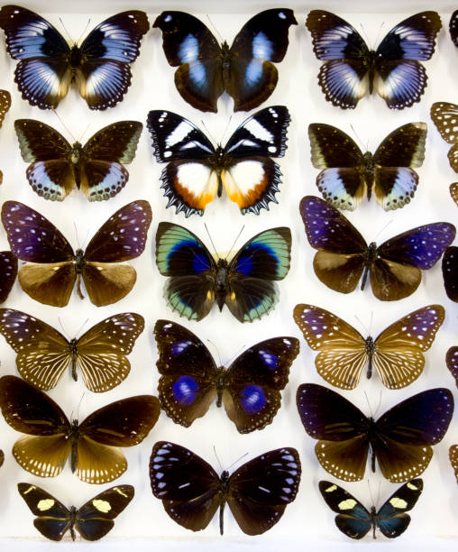 istock Cased Collection of Exotic Butterflies 645095954