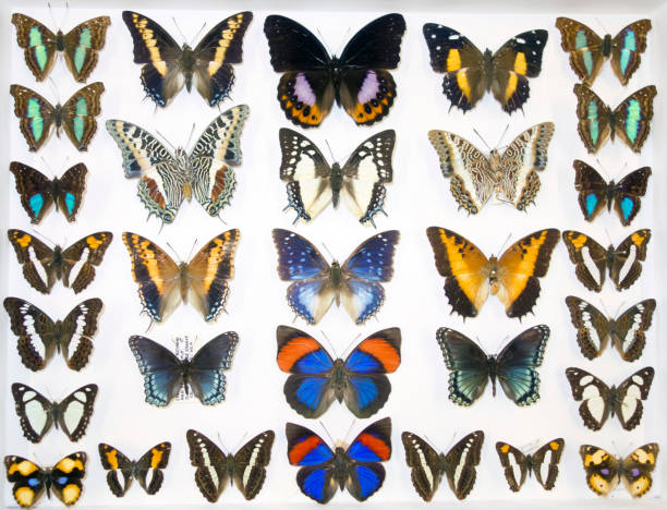 istock Cased Collection of Exotic Butterflies 645096206