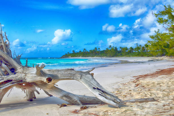 beachscape with driftwood driftwood on lighthouse beach eleuthera, bahamas driftwood photos stock pictures, royalty-free photos & images