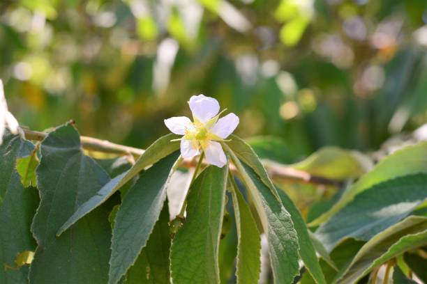 istock Calabura Flower 645098960