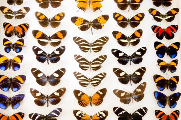 istock Cased Collection of Exotic Butterflies 645099208