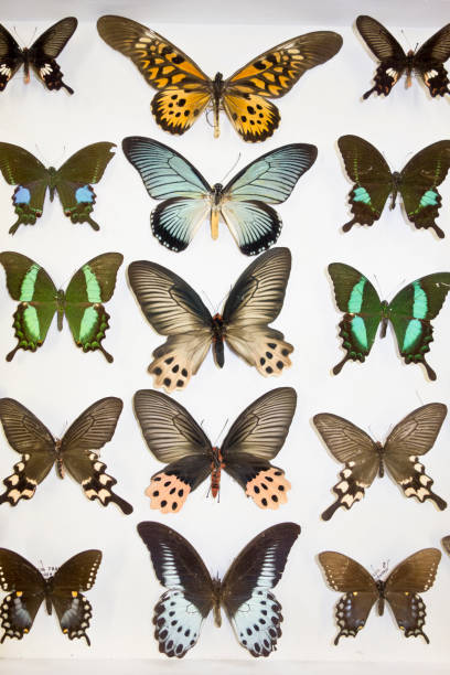 istock Cased Collection of Exotic Butterflies 645099566