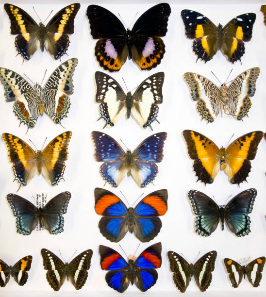 istock Cased Collection of Exotic Butterflies 645100564