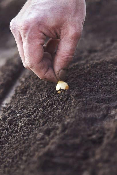 istock Planting onions in the garden 645103324
