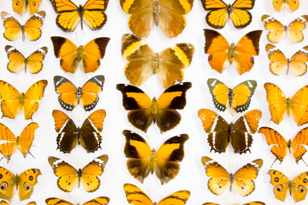 istock Cased Collection of Exotic Butterflies 645104084